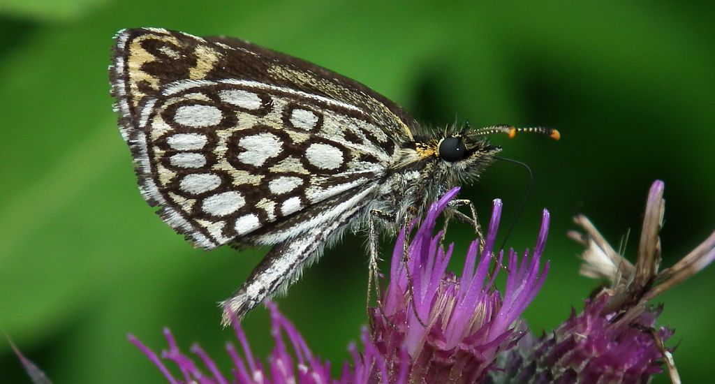 Rojnik morfeusz (Heteropterus morpheus)