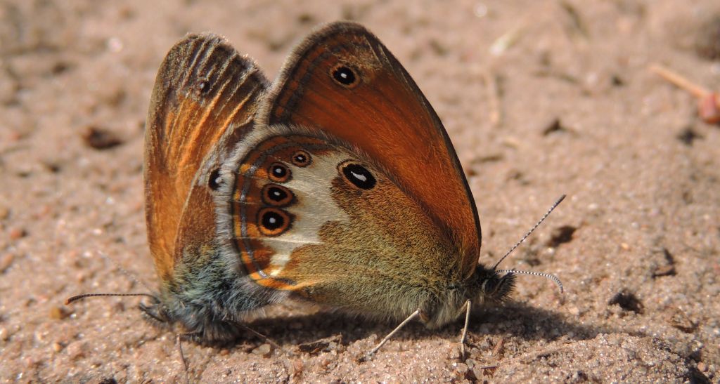 Strzępotek perełkowiec (Coenonympha arcania)