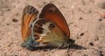 Strzępotek perełkowiec (Coenonympha arcania)