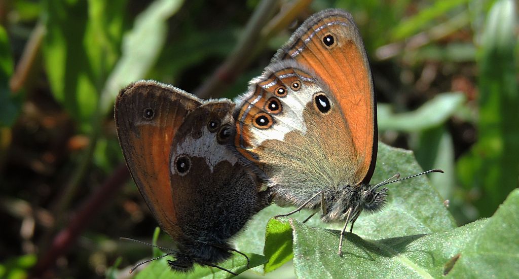 Strzępotek perełkowiec (Coenonympha arcania)