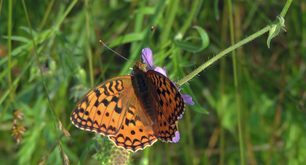 Dostojka niobe (Argynnis niobe)