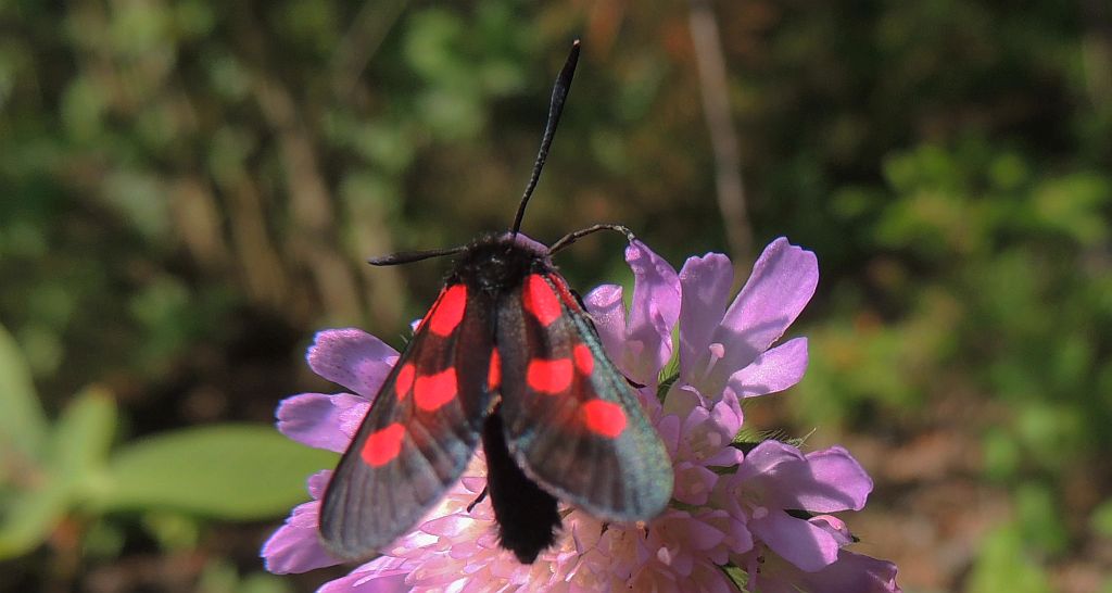 Kraśnik pięcioplamek (Zygaena trifolii)