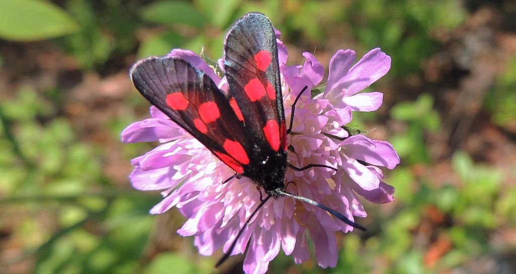 Kraśnik pięcioplamek (Zygaena trifolii)