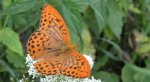 Dostojka malinowiec (Argynnis paphia)