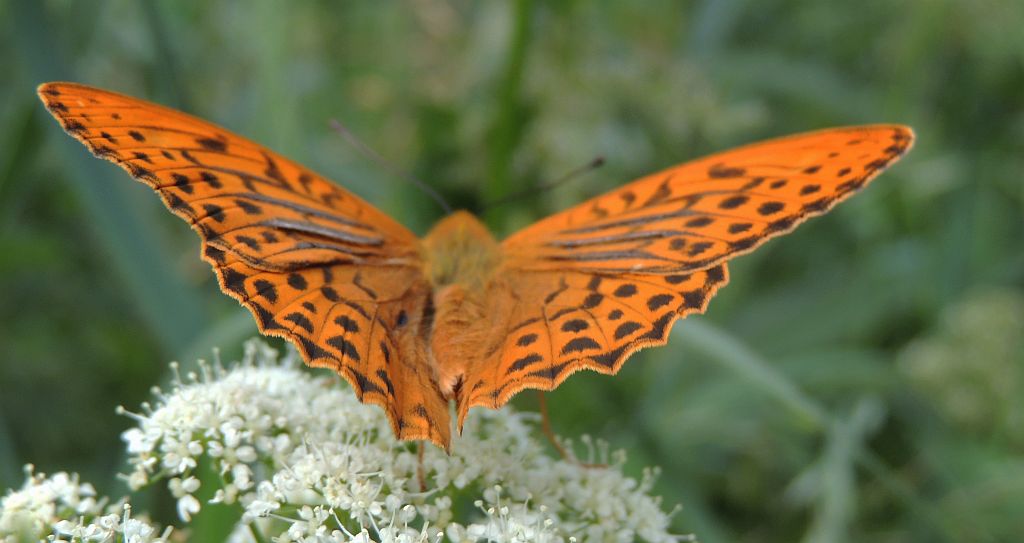 Dostojka malinowiec (Argynnis paphia)