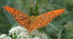 Dostojka malinowiec (Argynnis paphia)