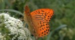 Dostojka malinowiec (Argynnis paphia)