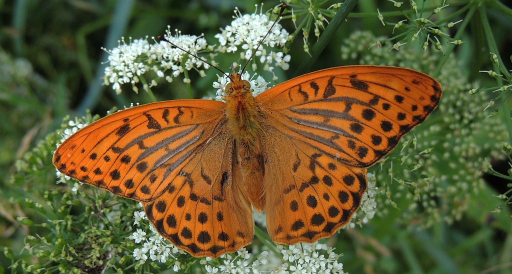 Dostojka malinowiec (Argynnis paphia)