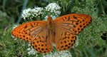 Dostojka malinowiec (Argynnis paphia)