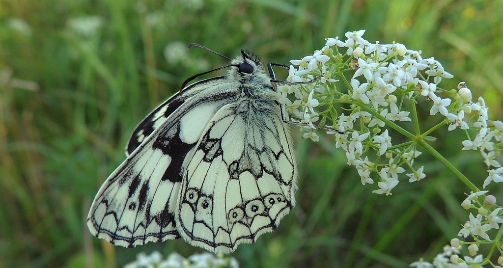 Polowiec szachownica (Melanargia galathea syn. Agapetes galathea)