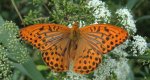 Dostojka malinowiec (Argynnis paphia)