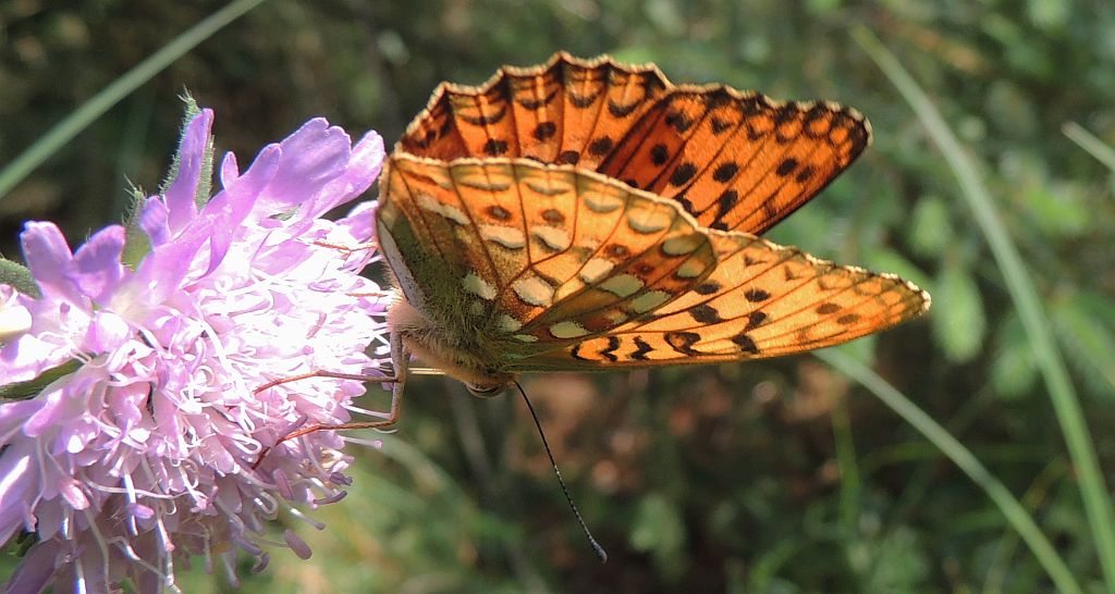 Dostojka niobe (Argynnis niobe)
