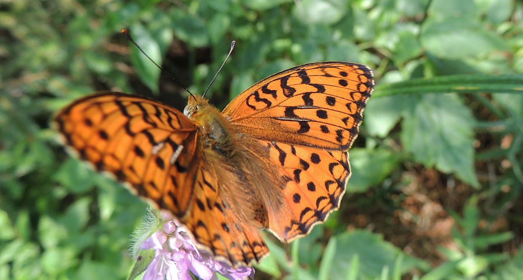 Dostojka niobe (Argynnis niobe)