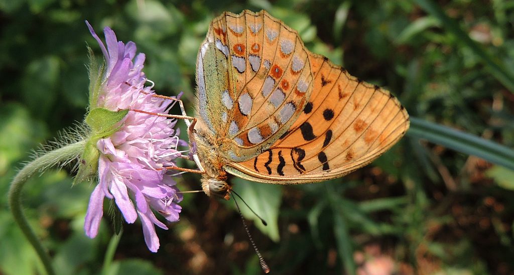 Dostojka niobe (Argynnis niobe)