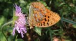Dostojka niobe (Argynnis niobe)