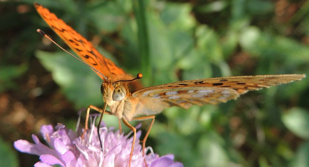 Dostojka niobe (Argynnis niobe)