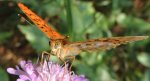 Dostojka niobe (Argynnis niobe)