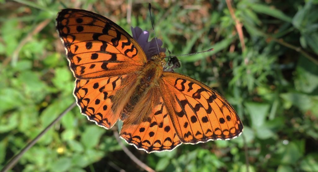 Dostojka niobe (Argynnis niobe)