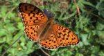 Dostojka niobe (Argynnis niobe)