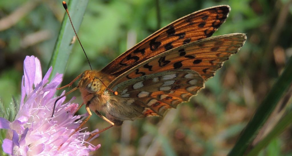 Dostojka niobe (Argynnis niobe)