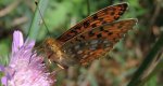 Dostojka niobe (Argynnis niobe)