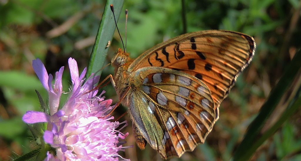 Dostojka niobe (Argynnis niobe)