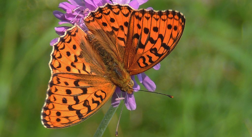 Dostojka niobe (Argynnis niobe)