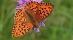 Dostojka niobe (Argynnis niobe)