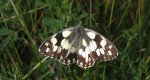 Polowiec szachownica (Melanargia galathea syn. Agapetes galathea)