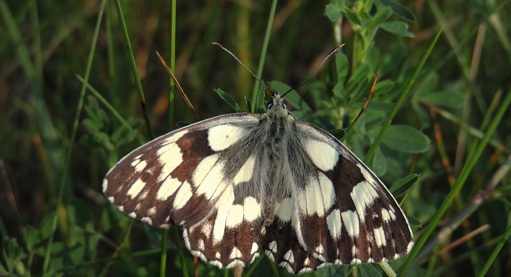 Polowiec szachownica (Melanargia galathea syn. Agapetes galathea)