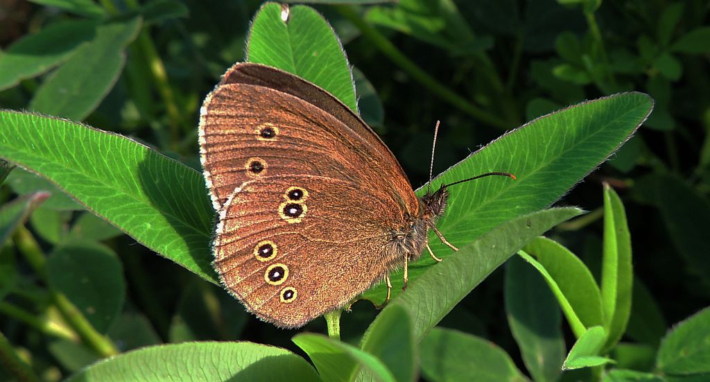 Przestrojnik trawnik (Aphantopus hyperantus)