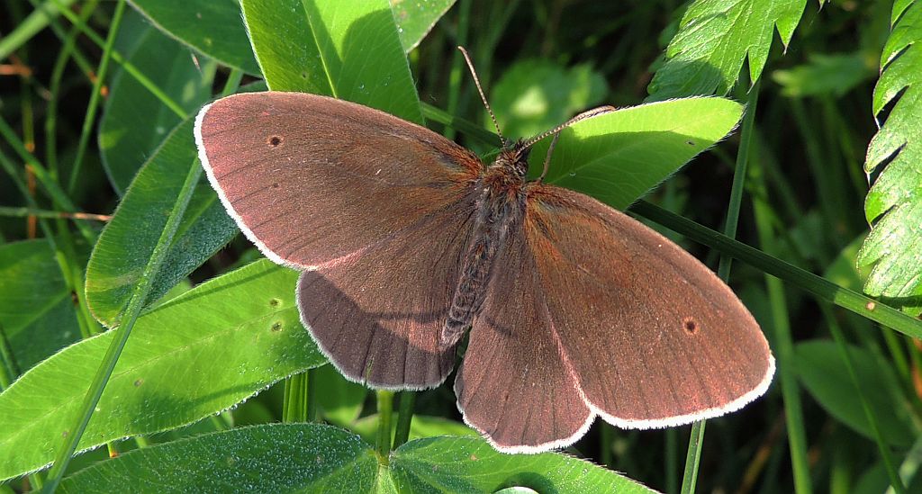 Przestrojnik trawnik (Aphantopus hyperantus)