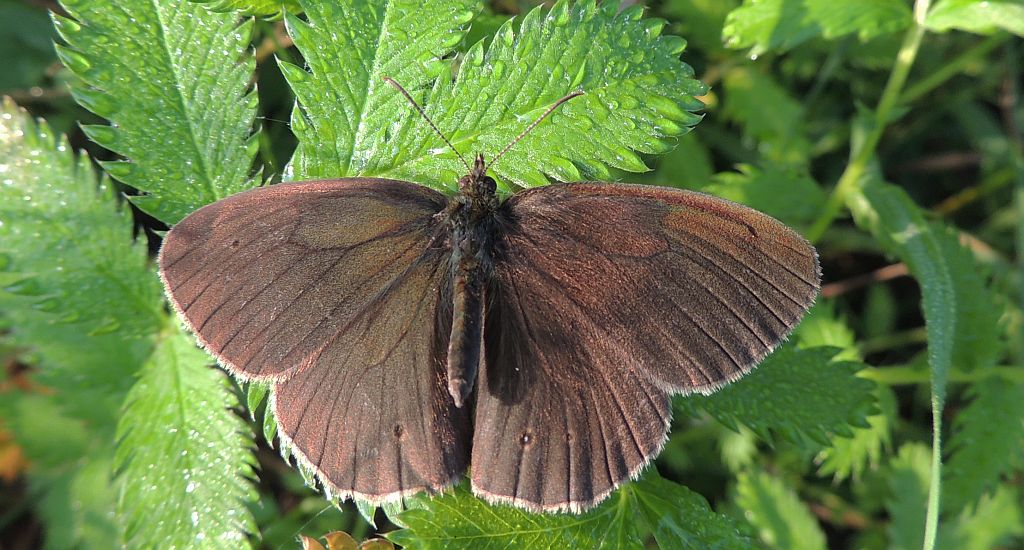 Przestrojnik trawnik (Aphantopus hyperantus)