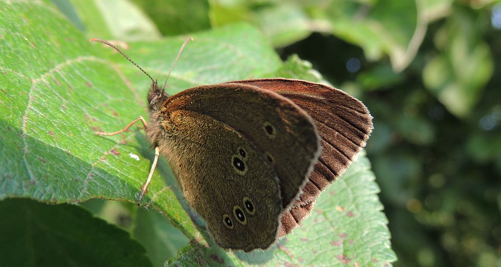 Przestrojnik trawnik (Aphantopus hyperantus)