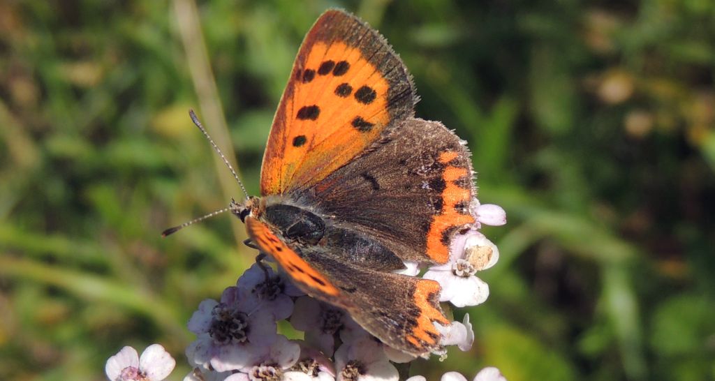 Czerwończyk żarek (Lycaena phlaeas)