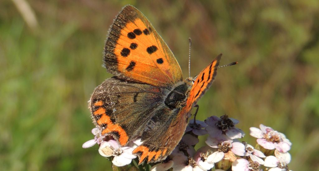Czerwończyk żarek (Lycaena phlaeas)