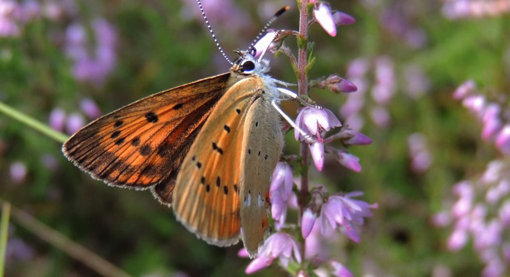 Czerwończyk dukacik (Lycaena virgaureae)