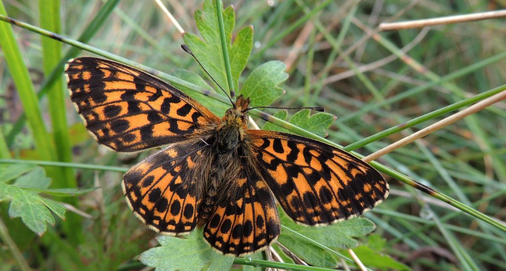Dostojka dia (Boloria dia)