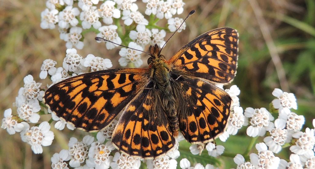 Dostojka dia (Boloria dia)