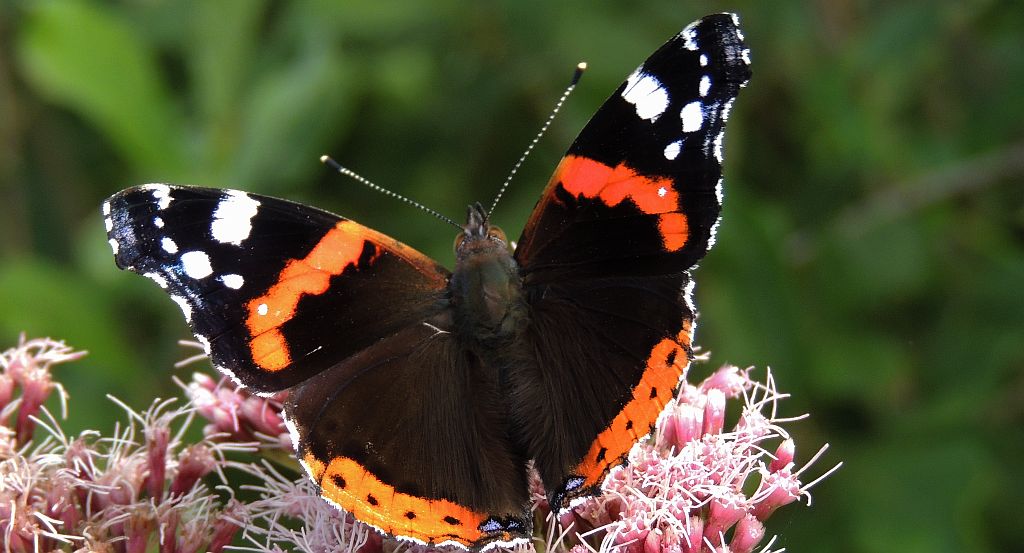 Rusałka admirał (Vanessa atalanta)