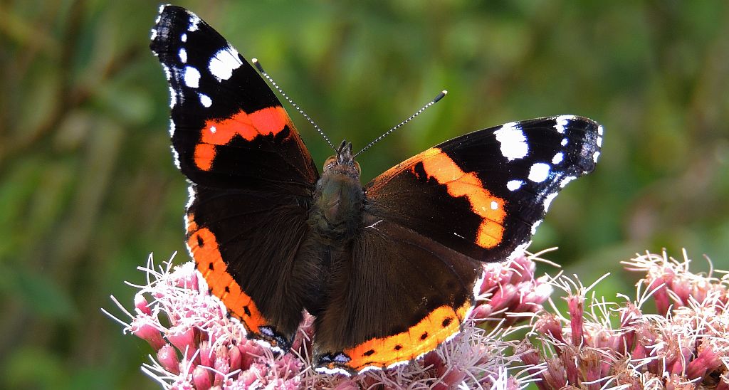 Rusałka admirał (Vanessa atalanta)