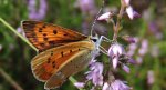 Czerwończyk dukacik (Lycaena virgaureae)