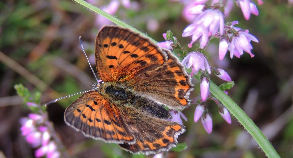Czerwończyk dukacik (Lycaena virgaureae)