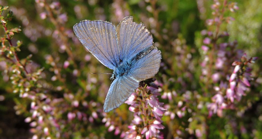 Modraszek ikar, mnogooczak ikar (Polyommatus icarus)