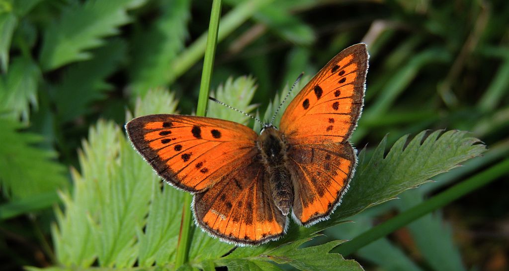 Czerwończyk nieparek (Lycaena dispar)
