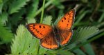 Czerwończyk nieparek (Lycaena dispar)