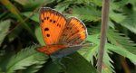 Czerwończyk nieparek (Lycaena dispar)