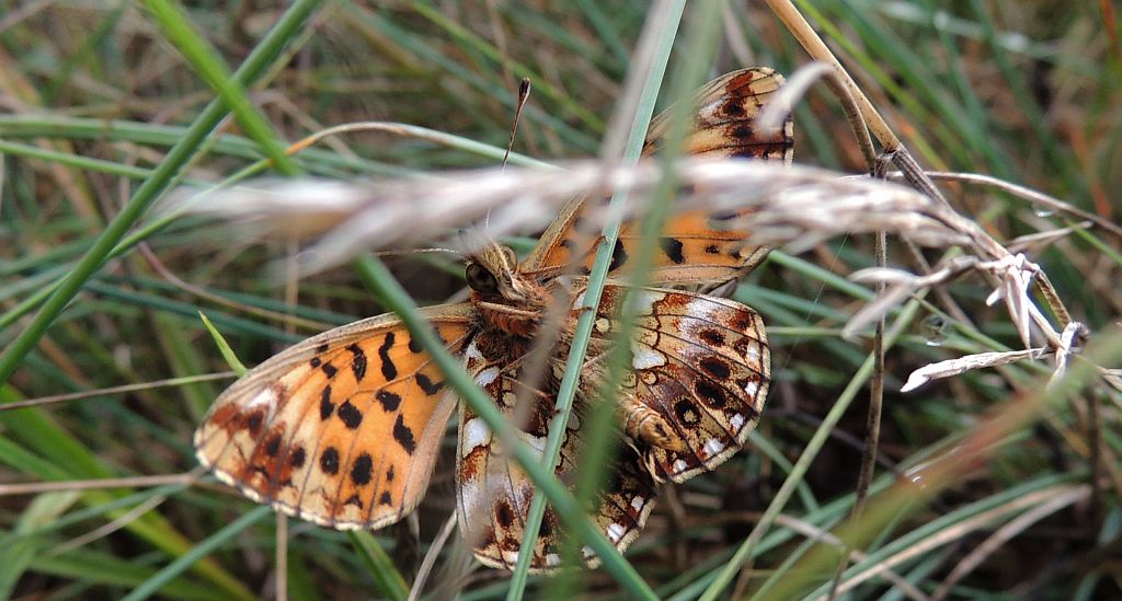 Dostojka dia (Boloria dia)