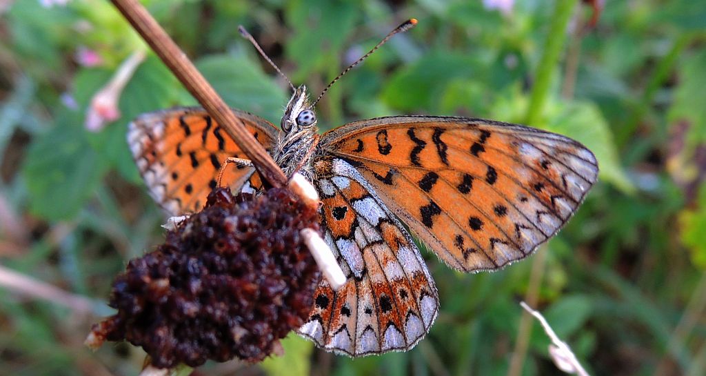 Dostojka selene (Boloria selene)