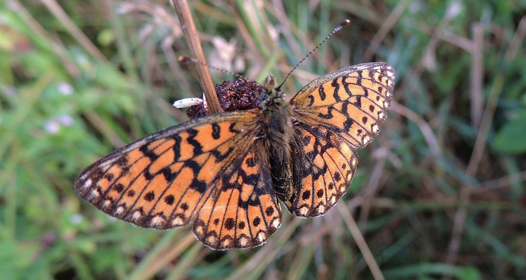 Dostojka selene (Boloria selene)